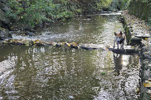 House sit in Wincanton, United Kingdom