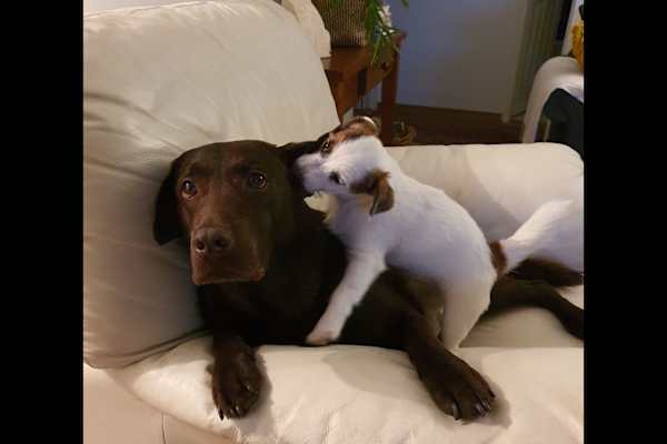 House sit in St Leonards, NSW, Australia