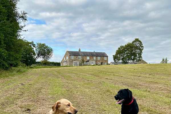 House sit in Haltwhistle, United Kingdom