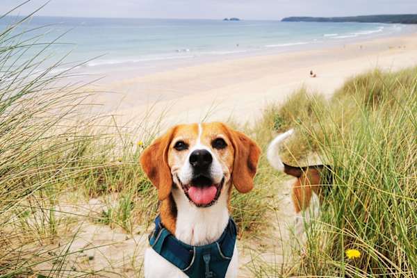 House sit in Hayle, United Kingdom