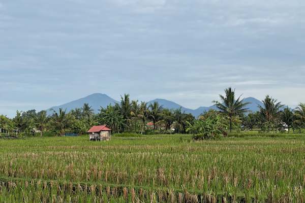 House sit in Ubud, Indonesia