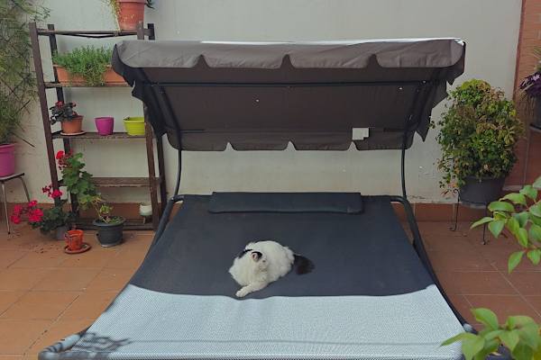 House sit in Madrid, Spain