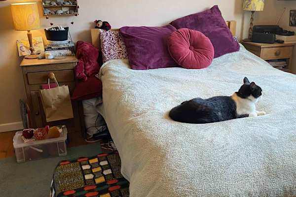 House sit in Ashburton, United Kingdom