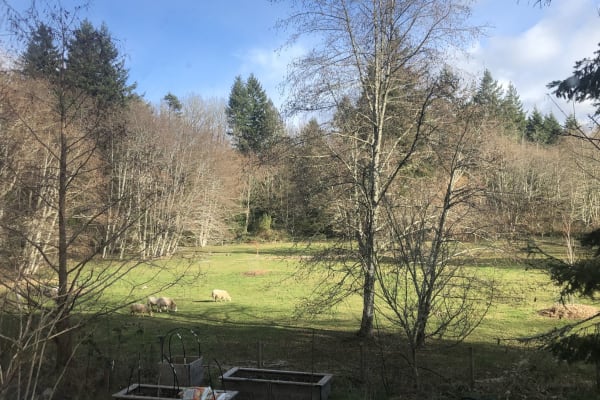 House sit in Olympia, WA, US