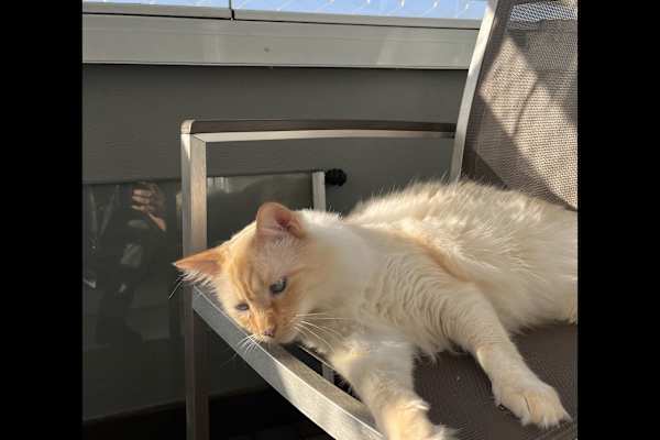 House sit in São Paulo, Brazil