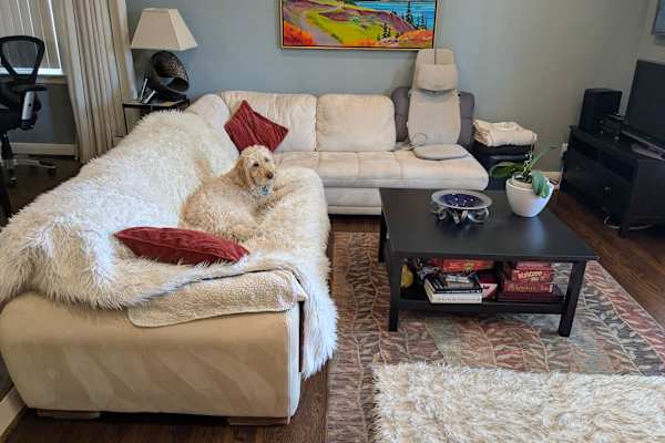 House sit in Toronto, ON, Canada