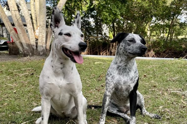 House sit in Sant Jordi, Spain