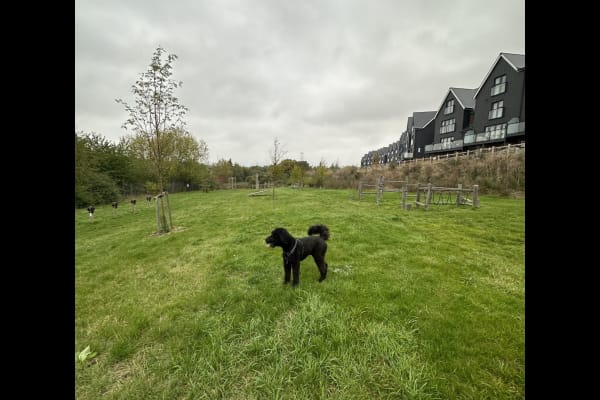 House sit in Ebbsfleet, United Kingdom