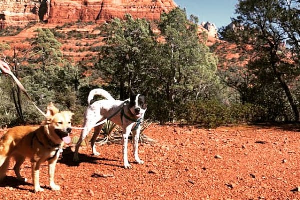 House sit in West Sedona, AZ, US