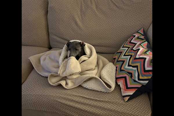 House sit in Wandsworth, United Kingdom