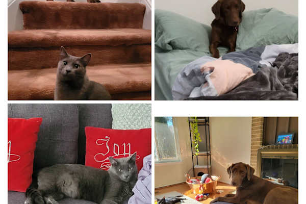 House sit in Santa Ana, Costa Rica