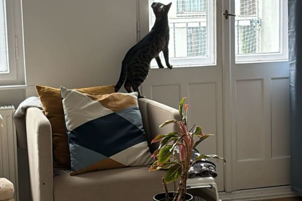 House sit in Berlin, Germany