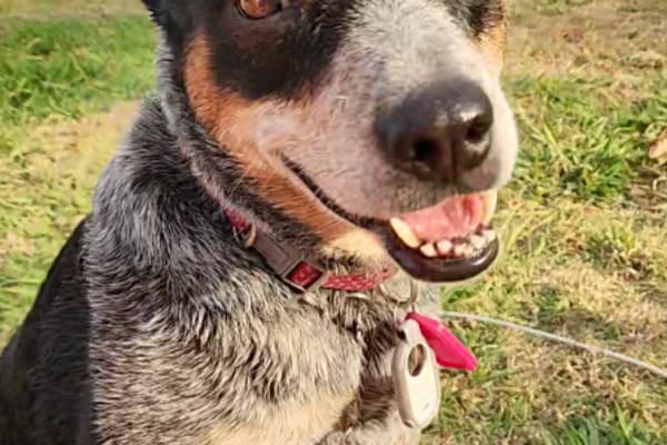 House sit in Tawonga, VIC, Australia