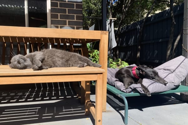 House sit in Melbourne, VIC, Australia