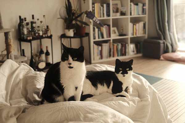 House sit in London, United Kingdom