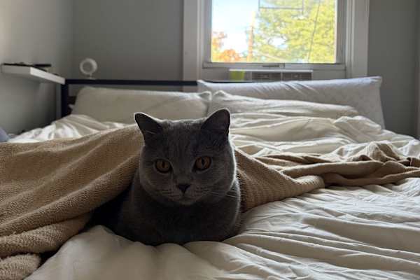 House sit in Brooklyn, NY, US