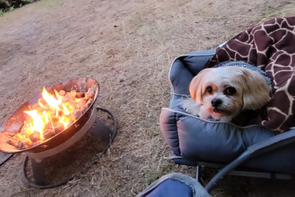 House sit in Eugene, OR, US