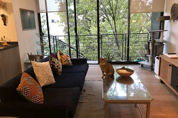 House sit in Mexico City, Mexico