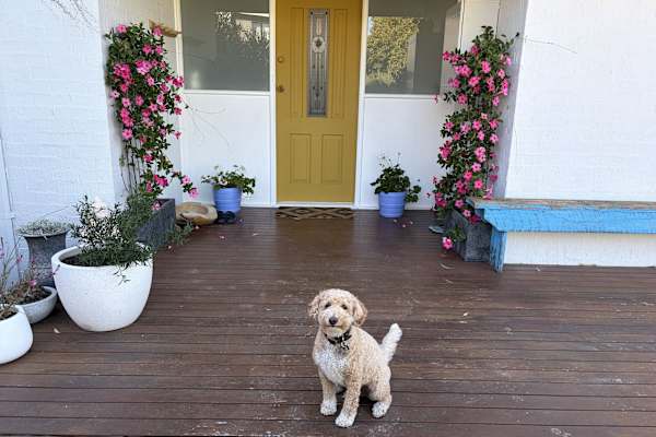 House sit in Frankston East, VIC, Australia