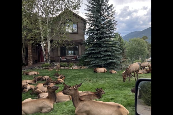 House sit in Evergreen, CO, US