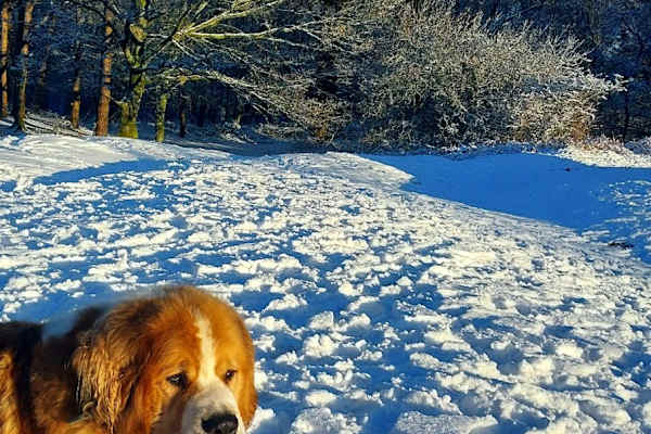 House sit in Crawley, United Kingdom