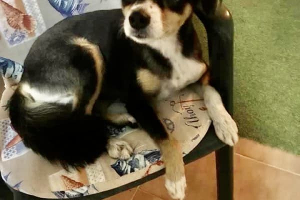 House sit in Torrevieja, Spain