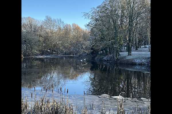 House sit in Darlington, United Kingdom
