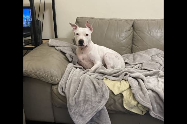 House sit in Caulfield North, VIC, Australia