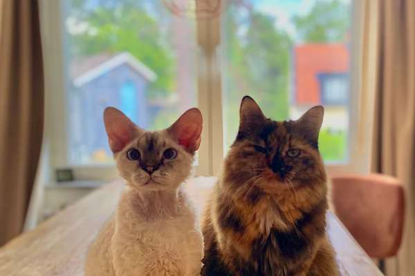 House sit in Stockholm, Sweden