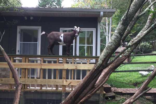 House sit in Asheville, NC, US