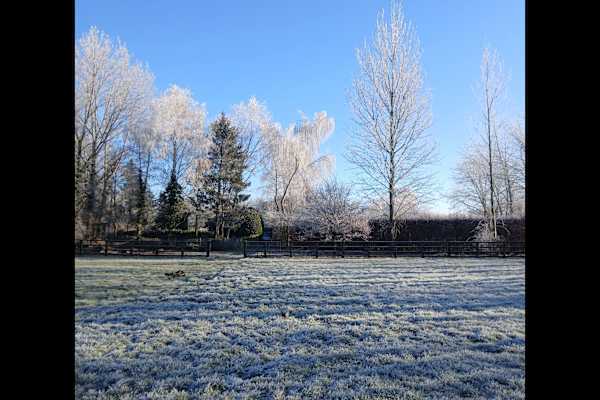 House sit in Bury St Edmunds, United Kingdom