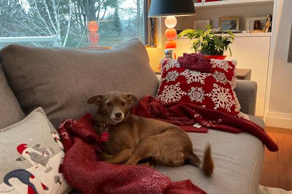 House sit in Bancroft, ON, Canada