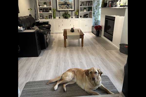 House sit in Coquitlam, BC, Canada