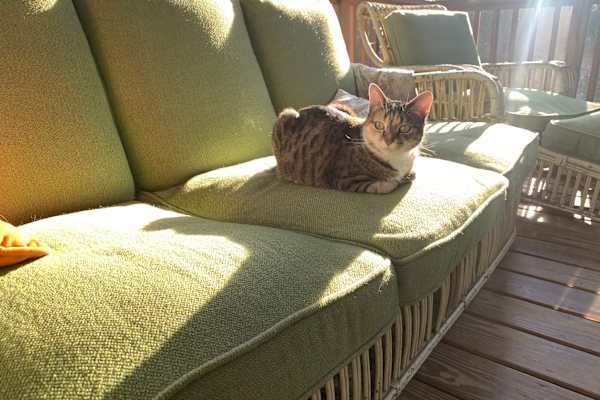 House sit in Durham, NC, US