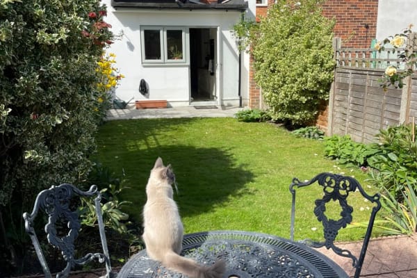 House sit in Westcott, United Kingdom