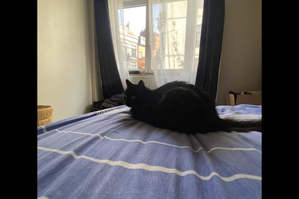 House sit in Brussels, Belgium