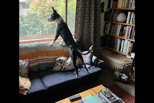 House sit in Corvallis, OR, US