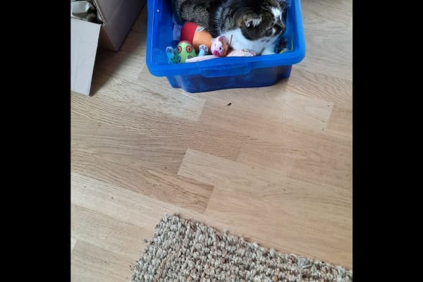 House sit in Hannover, Germany
