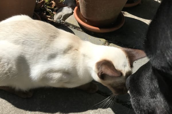 House sit in Ohoka, New Zealand