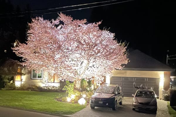 House sit in Victoria, BC, Canada