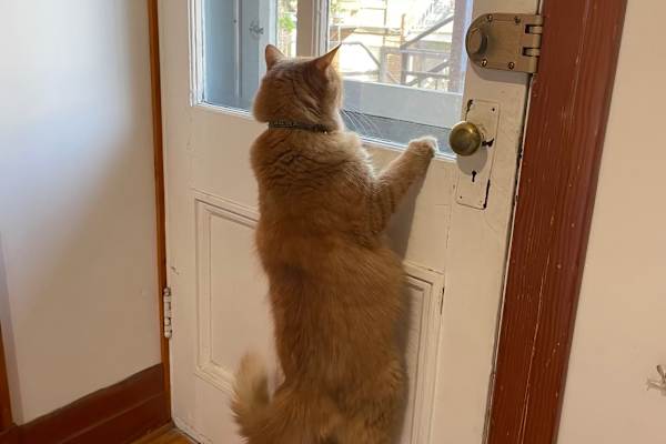 House sit in Montréal, QC, Canada