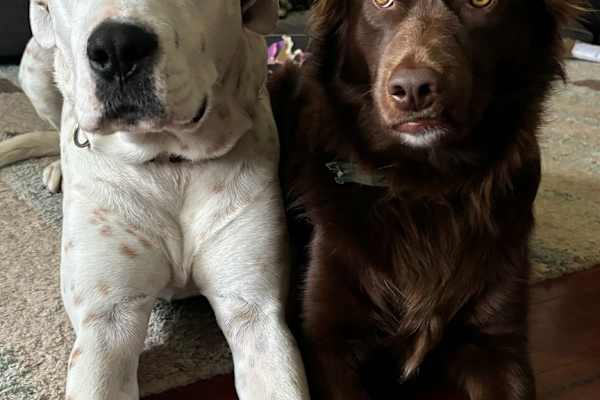House sit in Townsville, QLD, Australia
