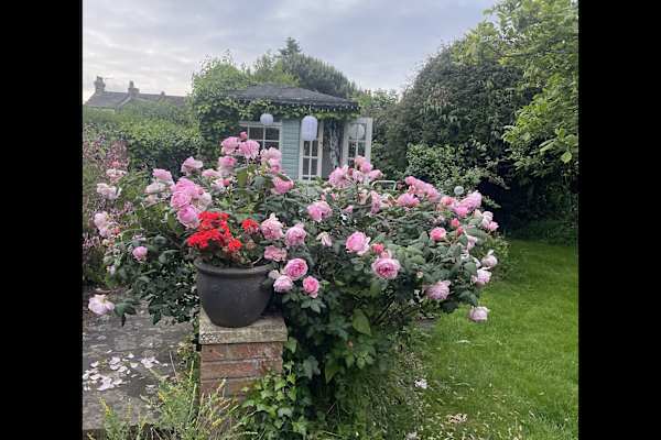House sit in Broadstairs, United Kingdom