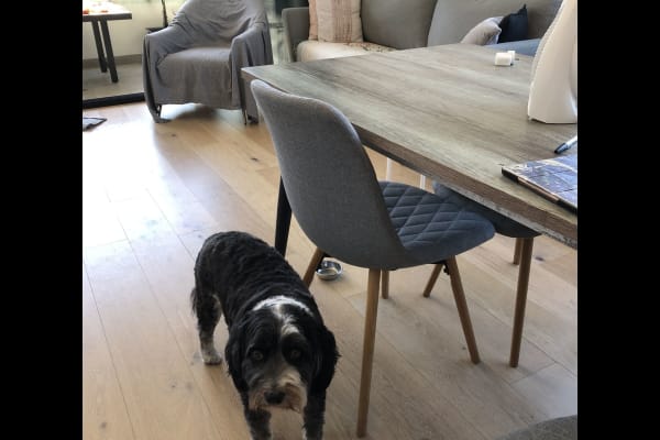 House sit in Sutherland, NSW, Australia