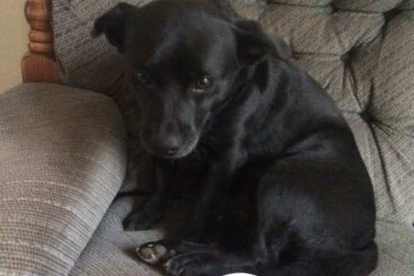 House sit in Toulouse, France