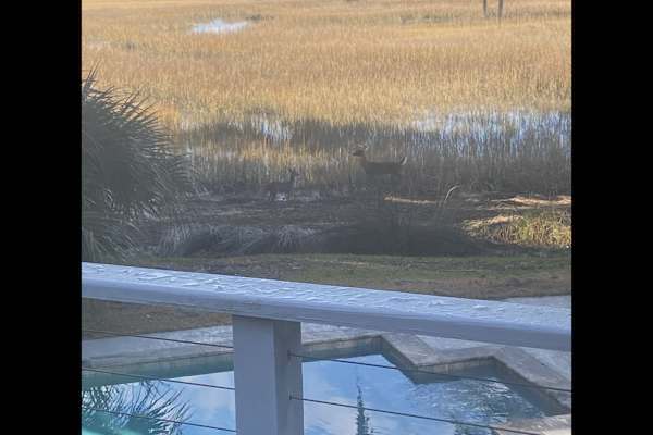 House sit in Hilton Head, SC, US