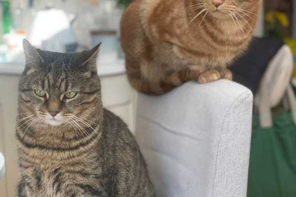 House sit in St Austell, United Kingdom