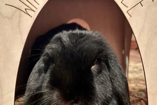 House sit in Bigfork, MT, US