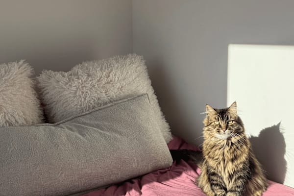 House sit in Salt Lake City, UT, US