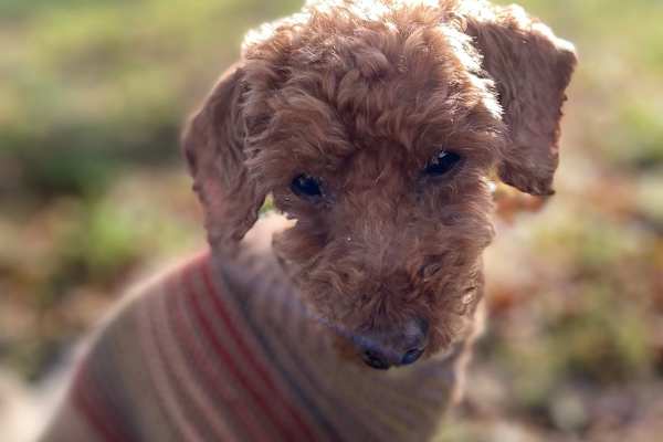 House sit in Dorchester, United Kingdom